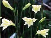 Gladioli Tristis Yellow